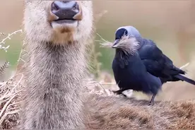 寒鸦组团薅马鹿的毛，筑自己的巢  #探纪自然视频封面