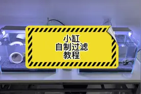 小鱼缸，自制过滤，教程。#鱼缸过滤视频封面