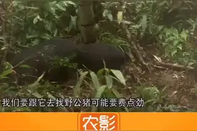不用主人操心，自己找对象~视频封面