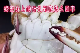 螃蟹身上的针孔到底怎么回事？#梭子蟹 #舟山海鲜