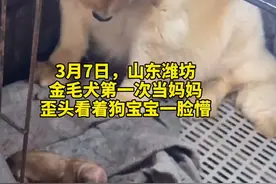 7日，山东潍坊，#初为狗母这只金毛有点懵 歪头皱眉看着狗宝宝好一会儿，才发现好像是自己生的崽…
