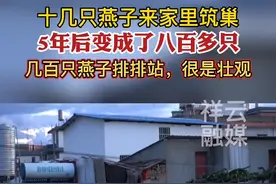 十几只燕子来家里筑巢，5年后变成了八百多只😅#人与自然和谐共处 视频封面