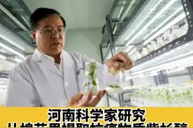 重磅好消息！河南科学家研究从棉花里提取抗癌物质紫杉醇！可靶向抑制卵巢癌、食管鳞癌、胃腺癌等 #癌症 #癌症患者 #棉花能抗癌 