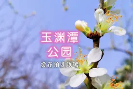 玉渊潭的花开了吗？在哪拍照好看？桃花、梅花、迎春正当时视频封面