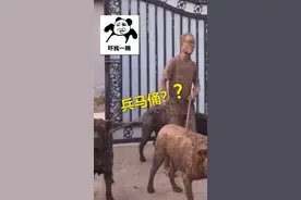 还以为#兵马俑 复活了！主人#遛狗 被狗带进坭坑里！#我太南了 🤣
