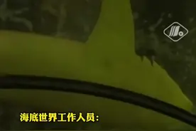 广西南宁海底世界一条护士鲨因排便过猛导致脱肛…鲨鱼：社死了，能换个星球生活吗？#动物视频封面
