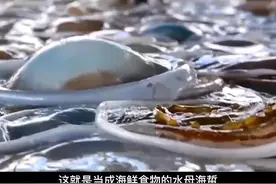 海蜇是一种水母，但水母却不都是海蜇视频封面