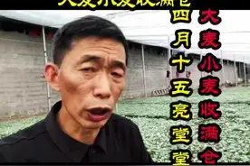 四月十五亮堂堂！大麦小麦收满仓！#农谚老话 #传统文化 #民俗文化 #心系三农服务三农 #万年历 @DOU+小助手视频封面