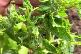 家里种的各种蔬菜叶片出现发黄病变卷叶是BD病、尽快防治不然会传染枯萎慢慢死秧苗#我的小菜园 #种植小技巧 #我爱种菜 #种菜小技巧 #种菜 #爬藤支架 #阳台种菜 #在家种菜 #学种菜视频封面