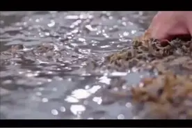 全蝎中医药用价值非常高，是疑难杂症风湿类疾病的克星，#中医 #中药 #中医健康视频封面