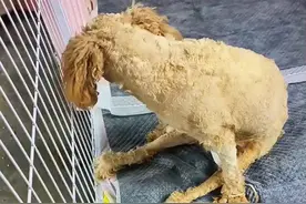 这就是前几天救的瘫痪泰迪，只能坐不能爬，屁股回来时溃烂腐臭了，小鸡鸡因神经受伤，缩不回去，现已一半处于坏死状态视频封面