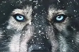 根据1925年真实事件改编，感人至深，史上最英勇的二哈 #多哥 #宅家dou剧场