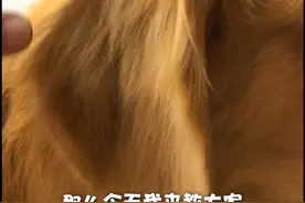 很多人说金毛洗完澡还是臭的，第一次拍长视频，金毛耳朵清理， #金毛 视频封面
