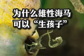 为什么雄性海马可以“生孩子”？#科普#涨知识#热点#海马#生孩子 @DOU+小助手 