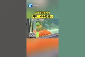 金鱼排队看电视，像不像假期追剧的你😂#金鱼 #看电视视频封面