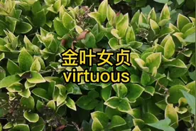 金叶女贞：virtuous, gold, golden#涨知识 #考研英语 #考研视频封面