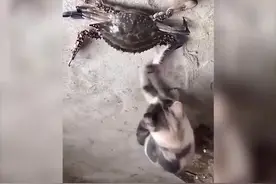 猫的好奇心到底有多强？网友：果然是最真实版的“好奇害死猫”视频封面