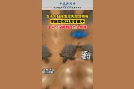11月14日，四川成都一女子大扫除发现失踪宠物龟，在床底待12年变成干，主人：没闻到过什么异味#敏观天下 视频封面