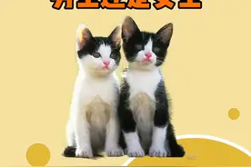 你们家猫咪，喜欢男生还是女生呢?#萌宠 #狗狗 #宠物百科 #宠物知识 #猫咪 #养猫新手 视频封面