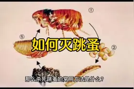 如何灭跳蚤，3种方法教你怎样杀跳蚤