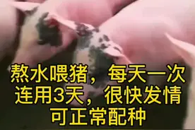 母猪催情中药绝招#母猪 #猪