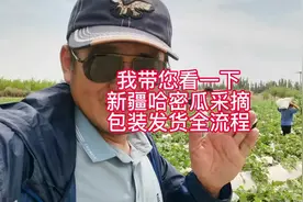 #抖音助农我带您看一下，新疆哈密瓜采摘包装发货全流程视频封面