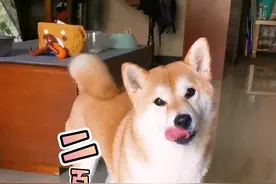 狗子说的京腔“二百五”大家听听像吗？#这狗成精了 #萌宠出道计划 #柴犬吉光 #狗语十级柴犬 @DOU+小助手 