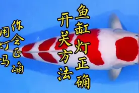 鱼缸的灯，正确开关方法，你知道吗？#观赏鱼 #养鱼养心视频封面