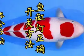 鱼缸的灯，正确开关方法，你知道吗？#观赏鱼 #养鱼养心视频封面