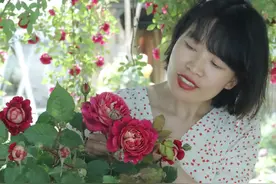 高颜值的马萨德医生来啦 枝条直立 可塑性强 几乎无刺，植株表现非常抢眼@DOU+上热门#爱生活爱养花 #月季 #花卉基地 #花与生活 视频封面