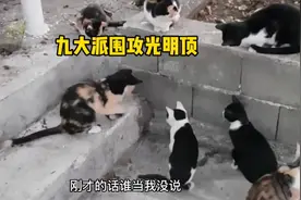九大派围攻光明顶了这是！#搞笑配音 #动物搞笑配音视频封面