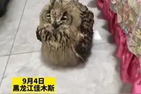 男子救助猫头鹰，放生后藏起来不走，网友：它只是不想努力了视频封面