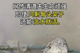 清道夫剩骨头架子还能活？#科普视频封面