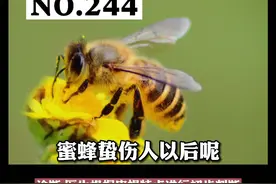 被蜜蜂蛰伤了怎么办？#科普 #蜜蜂 视频封面