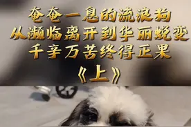 奄奄一息的流浪狗，从濒临离开到华丽蜕变，千辛万苦终得正果《上》#救助流浪狗 #流浪动物救助 #救助流浪狗后续 视频封面