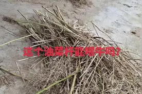 油菜杆能喂牛吗？#三农 #新农人计划 #乡村振兴dou行动 #抖音助农视频封面