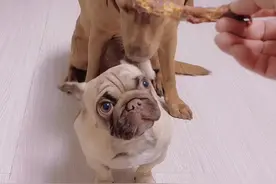 #铲屎官的乐趣 #狗狗能有什么坏心思 #萌宠 #萌宠出道计划 谁能告诉我五饼老师到底在讲什么！