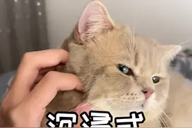 你们要的催眠曲，晚上记得用🌚#记录猫咪日常 #我和我的猫 #治愈猫咪视频封面