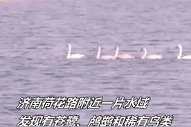 11月3日，济南城区一片小水泊迎来八种迁徙候鸟驻足。专家：凤头鸊鷉在大湖区都很少见！视频封面