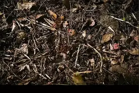 第5集 蛇在水里到底咬不咬人🤔🤔视频封面