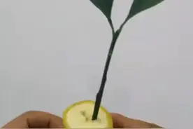 这样扦插橘子，成活率100%#抖音小助手 #dou上热门