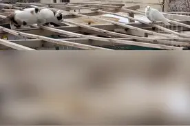 11月8日，乌鲁木齐。#当猫咪屋顶捕捉鸽子 你以为是惊心动魄鸟兽大战？结局让你想不到……猫主人：它俩不认识视频封面