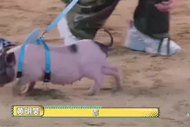 #元气满满的哥哥 “猪队友”好吵哥哥们不知所措，只有庆总张开怀抱#王耀庆哄猪睡觉 #我在抖音看综艺视频封面