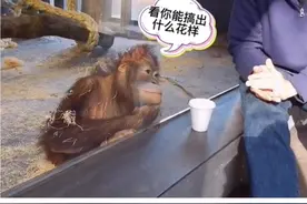 猩猩能看懂魔术？请一定看到最后#万物皆有灵视频封面