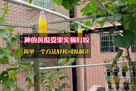 潮汐系统上的黄瓜受果实蝇叮咬，简单一个方法轻松可以防治解决。视频封面