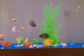 #养鱼日记  停电断氧8小时，可担心死你爹我了，刚搬新家一星期视频封面