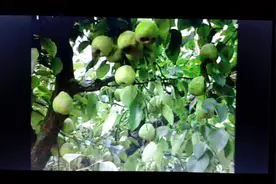 梨木虱全面两个防治关键时期（短视频）视频封面
