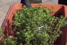 养好一盆香草，春天泡水有料 #植树节视频封面