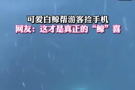可爱白鲸帮游客捡手机，网友：这才是真正的“鲸”喜