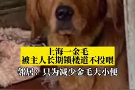 “吃饱了要大小便的！”#上海金毛被主人长期锁楼道挨饿 ，邻居投喂也被阻！#金毛 #政媒原创作者联盟 视频封面